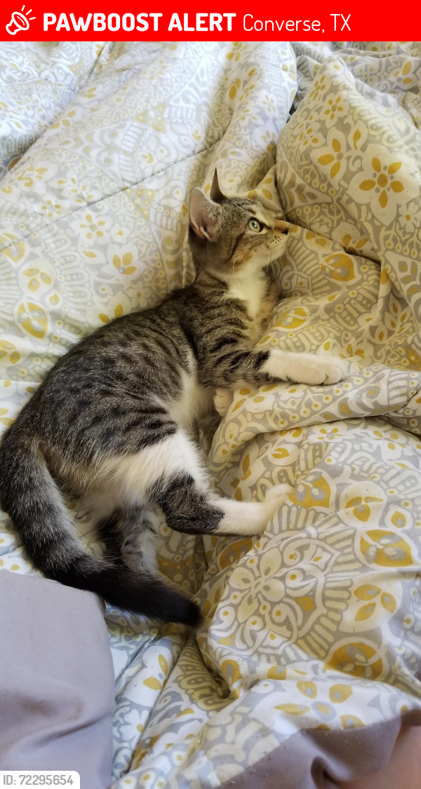 Lost Female Cat last seen Neighborhood , Converse, TX 78109