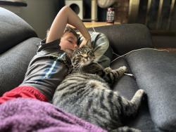 Lost Male Cat last seen Near Airy Ct , West Chester Township, OH 45069