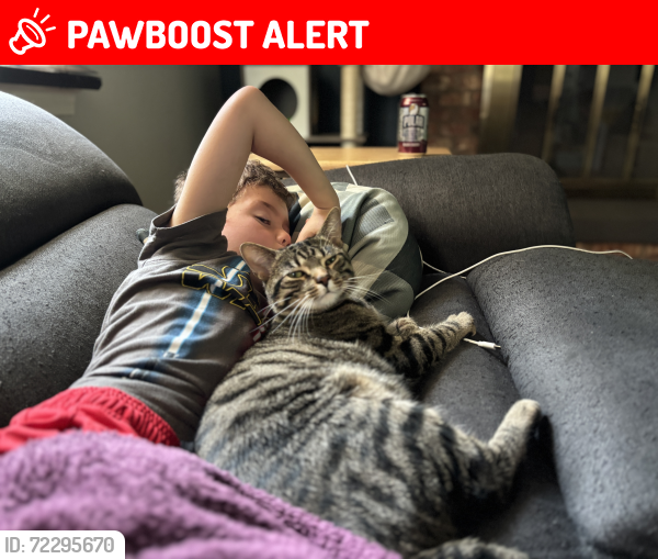 Lost Male Cat last seen Near Airy Ct , West Chester Township, OH 45069