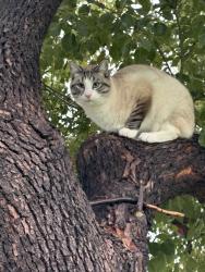 Lost Male Cat last seen Ellsworth, Moreno Valley, CA 92553