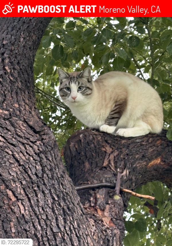 Lost Male Cat last seen Ellsworth, Moreno Valley, CA 92553