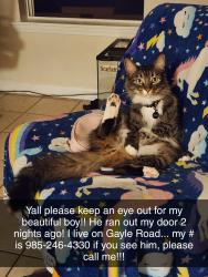 Lost Male Cat last seen Gayle Road , Tangipahoa Parish, LA 70454