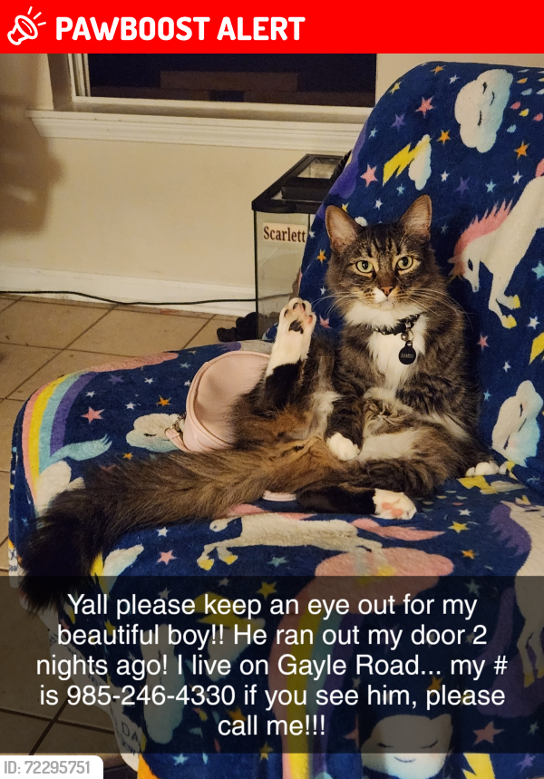 Lost Male Cat last seen Gayle Road , Tangipahoa Parish, LA 70454