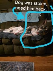 Lost Male Dog last seen Not sure exactly. Somewhere off highway 80 in Alabama is where he was but the lady said he was stolen by a man who owns a ranch with horses and cows?, Phenix City, AL 36869