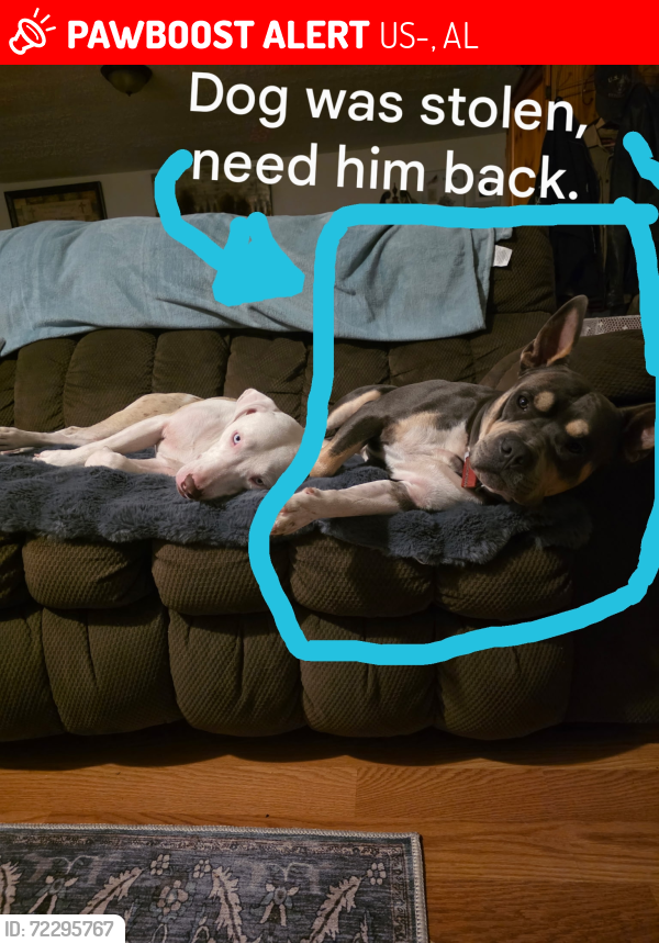 Lost Male Dog last seen Not sure exactly. Somewhere off highway 80 in Alabama is where he was but the lady said he was stolen by a man who owns a ranch with horses and cows?, Phenix City, AL 36869