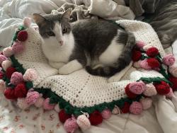 Lost Male Cat last seen Cypress Ln, Rogers, AR 72756