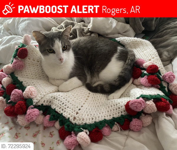 Lost Male Cat last seen Cypress Ln, Rogers, AR 72756