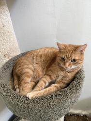 Lost Female Cat last seen steele rd & dermond, Drexel Hill, PA 19026
