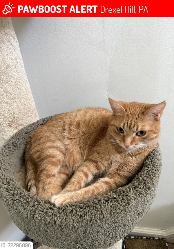 Lost Female Cat last seen steele rd & dermond, Drexel Hill, PA 19026