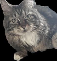 Lost Female Cat last seen Hawaii Avenue & Iowa, Nampa, Nampa, ID 83686