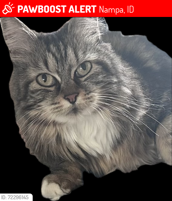 Lost Female Cat last seen Hawaii Avenue & Iowa, Nampa, Nampa, ID 83686