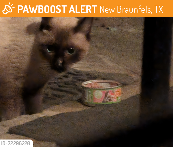 Found/Stray Unknown Cat last seen La Mesa and Twin Oaks Drive, New Braunfels, TX 78130