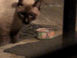 Found/Stray Unknown Cat last seen La Mesa and Twin Oaks Drive, New Braunfels, TX 78130