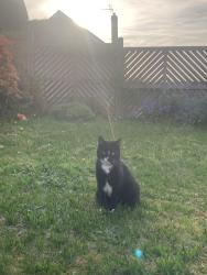 Lost Male Cat last seen Cookridge tesco, West Yorkshire, England LS16 7EF