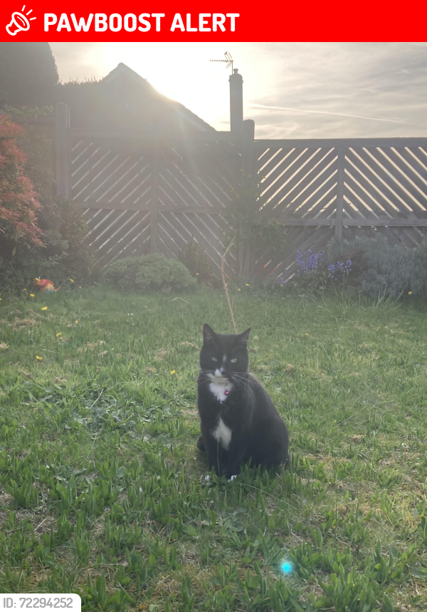 Lost Male Cat last seen Cookridge tesco, West Yorkshire, England LS16 7EF