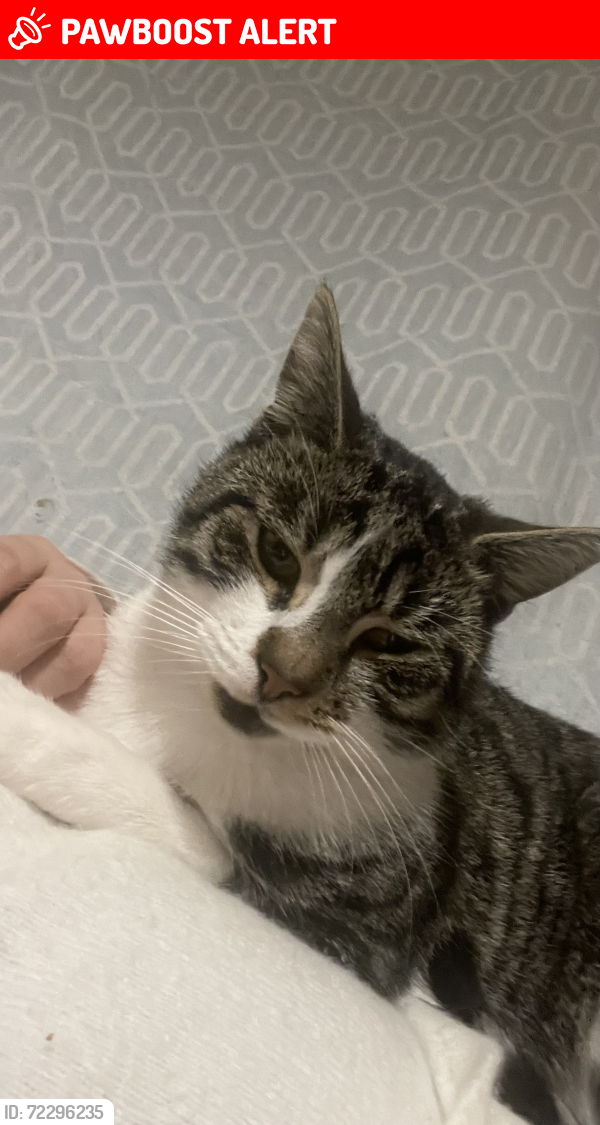 Lost Male Cat last seen Longbridge , West Midlands, England B31