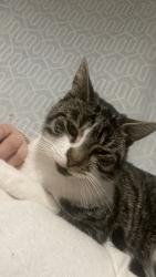 Lost Male Cat last seen Longbridge , West Midlands, England B31