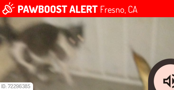 Lost Male Cat last seen E olive and n peach the landing at fancher creek by apt 162, Fresno, CA 93727