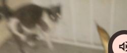Lost Male Cat last seen E olive and n peach the landing at fancher creek by apt 162, Fresno, CA 93727