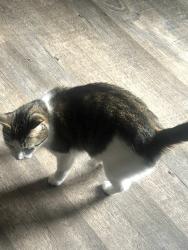 Lost Female Cat last seen Falcon Ave Dover PA , Dover, PA 17315