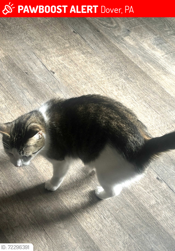 Lost Female Cat last seen Falcon Ave Dover PA , Dover, PA 17315