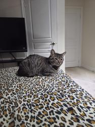 Lost Male Cat last seen Near Doyle street, Mississauga , Mississauga, ON L5M 0N3