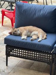 Lost Male Cat last seen Floral leaf , Spring, TX 77381