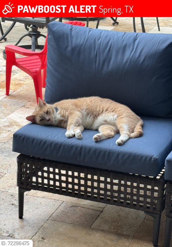 Lost Male Cat last seen Floral leaf , Spring, TX 77381