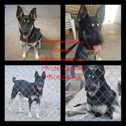 Lost Male Dog last seen Hesperia rd and seneca, Victorville, CA 92395