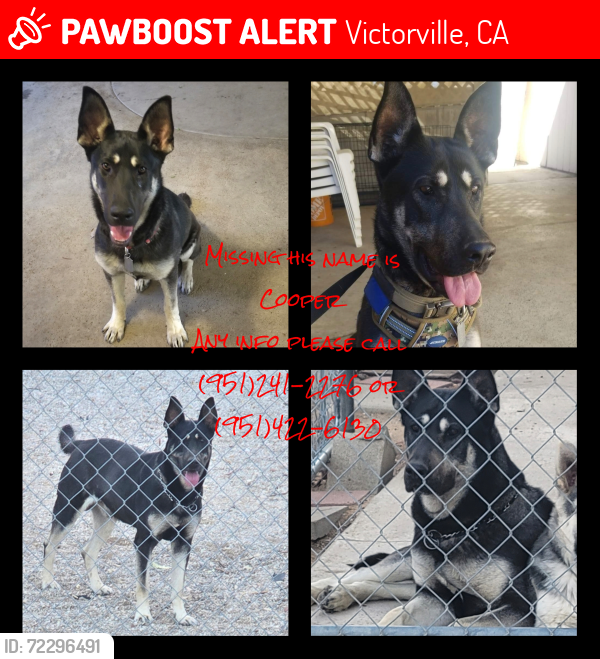 Lost Male Dog last seen Hesperia rd and seneca, Victorville, CA 92395