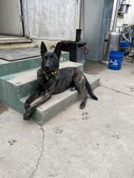 Lost Female Dog last seen Bullis and Ezmirlian, Compton, CA 90221