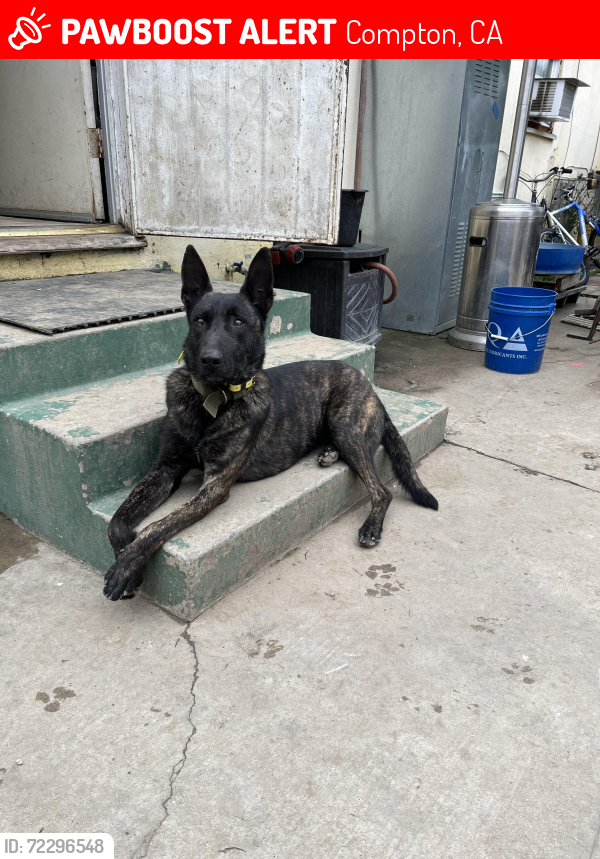 Lost Female Dog last seen Bullis and Ezmirlian, Compton, CA 90221