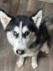 Lost Female Dog last seen Near zuiderzee dr, Winston-Salem, NC 27127