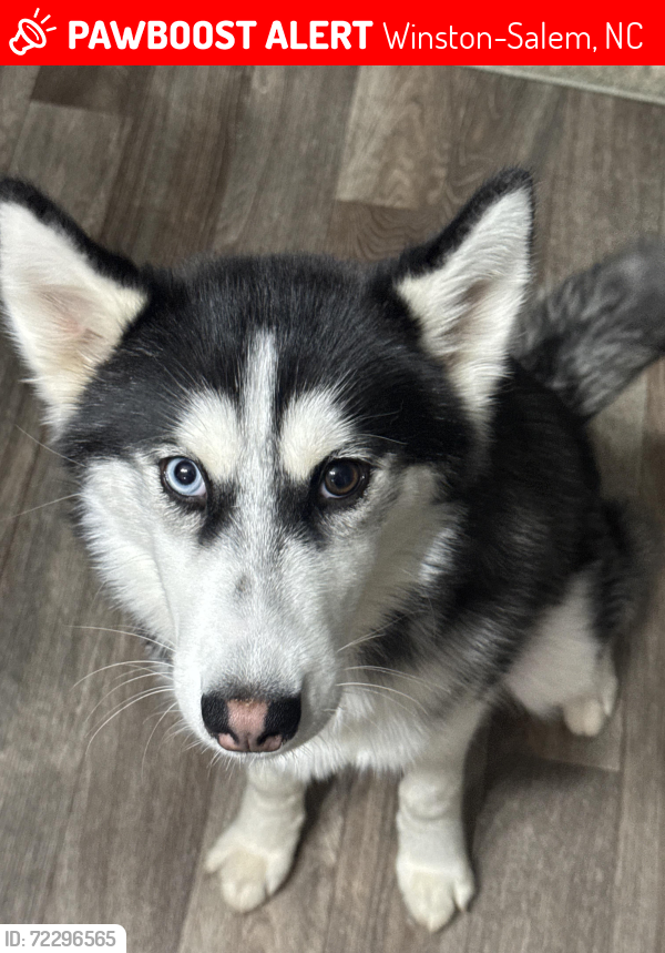 Lost Female Dog last seen Near zuiderzee dr, Winston-Salem, NC 27127