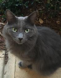 Lost Male Cat last seen Fleming Rd. McAlister Place, Greensboro, NC 27410