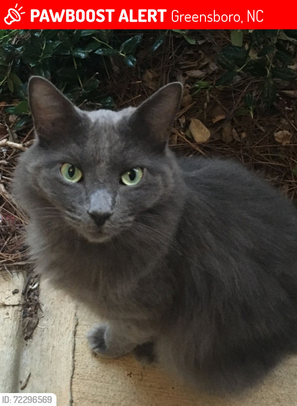 Lost Male Cat last seen Fleming Rd. McAlister Place, Greensboro, NC 27410