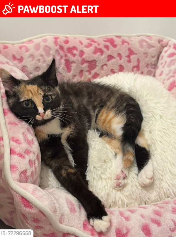 Lost Female Cat last seen Learning Rainbow academy, Commerce Township, MI 48390