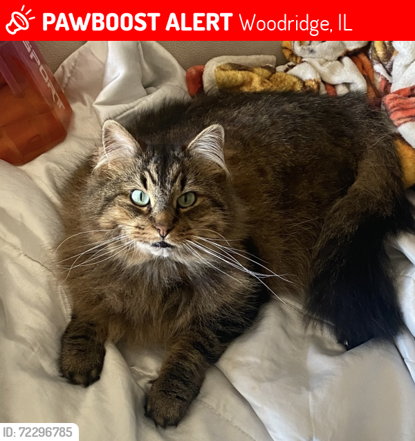Lost Female Cat last seen Hobson & Greene Rd @ Green Valley Forest Preserve (Near Greene Barn), Woodridge, IL 60517