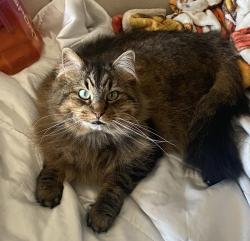 Lost Female Cat last seen Hobson & Greene Rd @ Green Valley Forest Preserve (Near Greene Barn), Woodridge, IL 60517