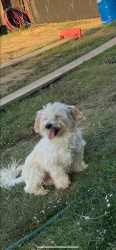 Lost Male Dog last seen Hartman Rd, Forest Hill, TX 76119