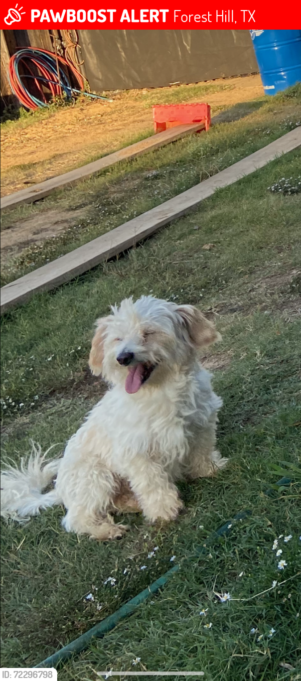 Lost Male Dog last seen Hartman Rd, Forest Hill, TX 76119