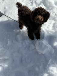 Lost Male Dog last seen Flamingo and boulder hwy, Paradise, NV 89121