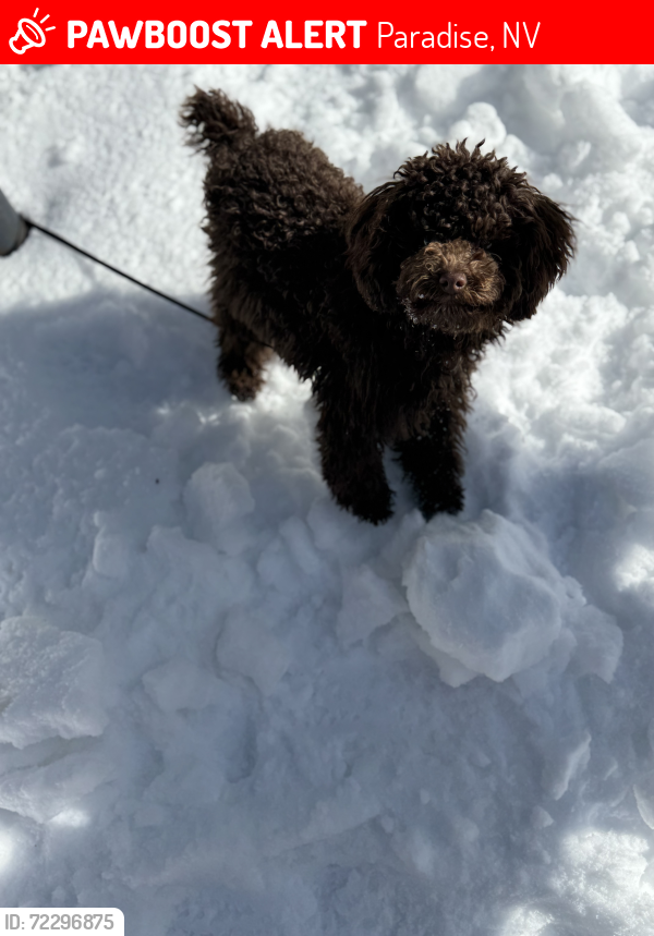 Lost Male Dog last seen Flamingo and boulder hwy, Paradise, NV 89121