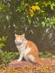 Lost Male Cat last seen 43rd Ave, Glendale, AZ 85301