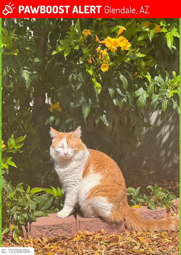 Lost Male Cat last seen 43rd Ave, Glendale, AZ 85301