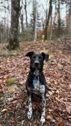 Lost Male Dog last seen Water tower rd & Reservoir rd, Enosburg, VT 05450