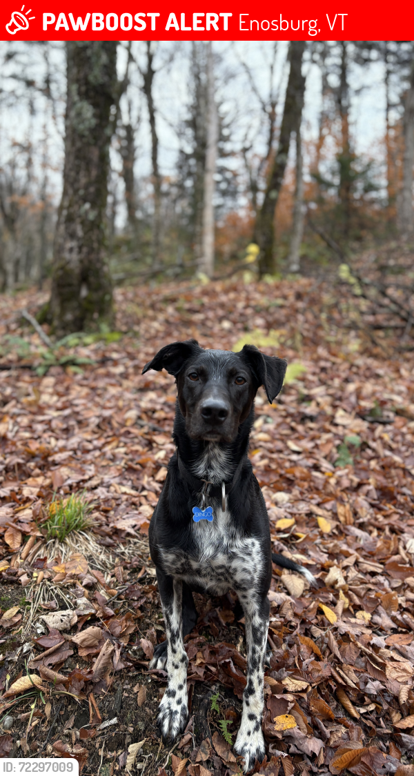 Lost Male Dog last seen Water tower rd & Reservoir rd, Enosburg, VT 05450