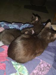 Lost Female Cat last seen S gas station, Middleton, ID 83644