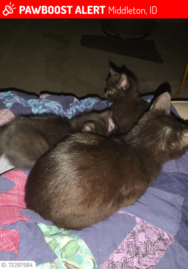Lost Female Cat last seen S gas station, Middleton, ID 83644