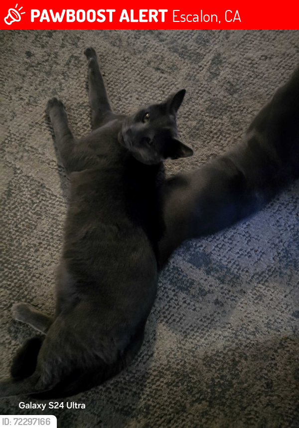 Lost Male Cat last seen Yosemite st, Escalon, CA 95320